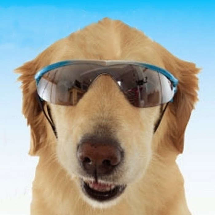 Затемненные очки для собак.