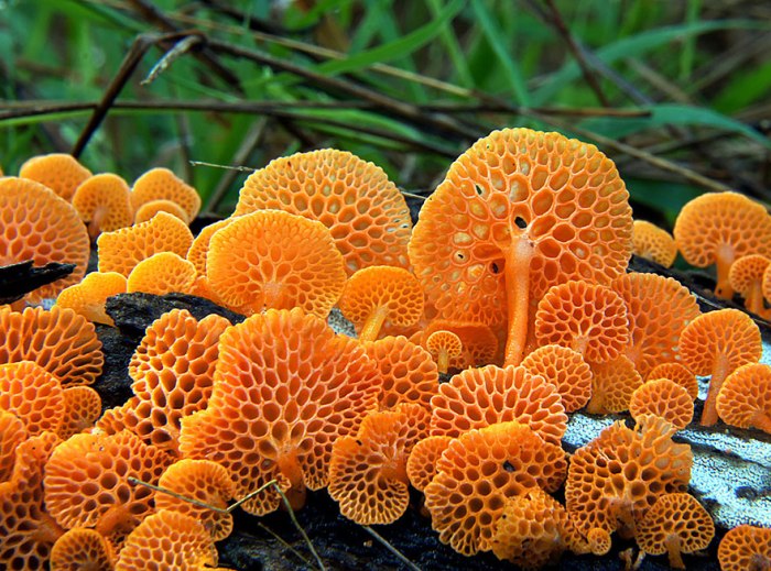 Оранжевый гриб семейства Миценовые.