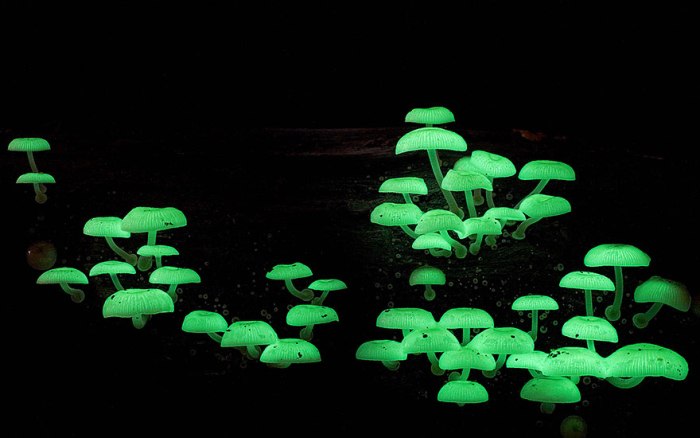Светящиеся в темноте биолюминесцентные грибы.