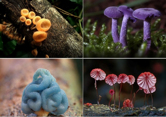 Топ-25 самых экзотических грибов.