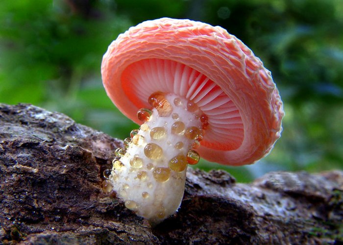 Занесенный в Краснуюкнигу гриб Родотус дланевидный.