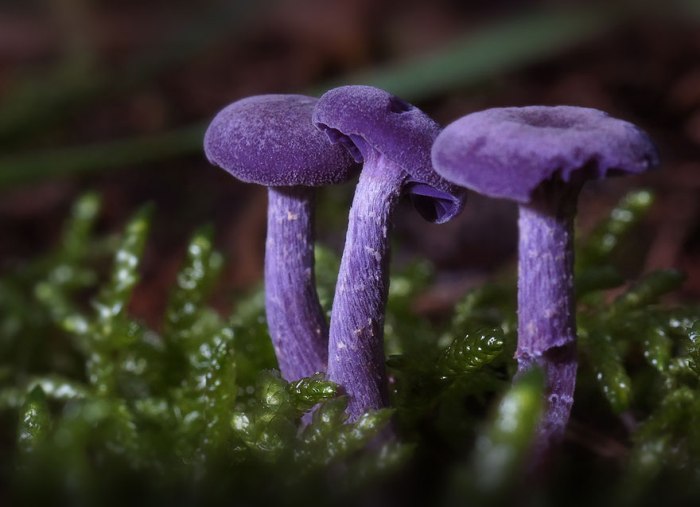 Невероятно красивые грибы Laccaria amethystina.