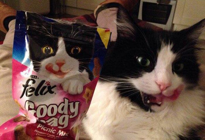Кот-двойник на упаковке из-под корма.