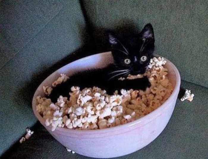 Котенок в миске с попкорном.