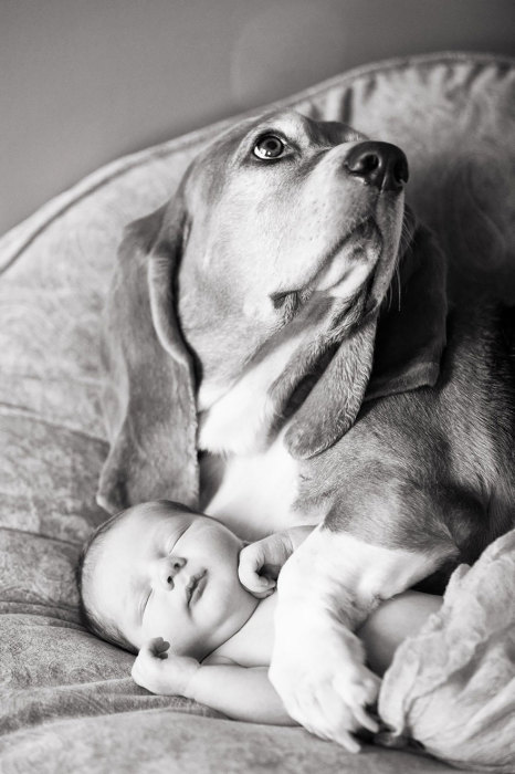 Любовь и сочувствие в глазах собаки, обнимающей ребенка.
