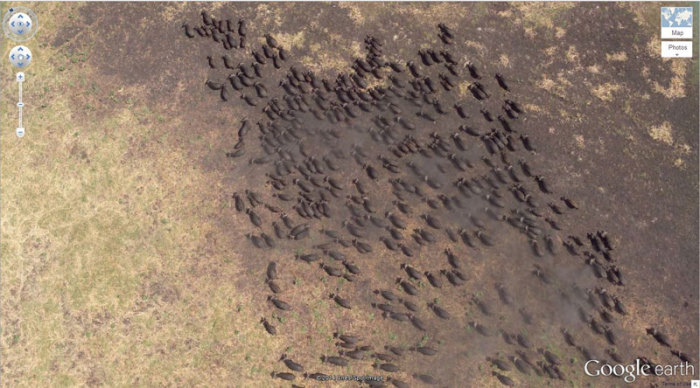 Огромное стадо буйволов в заповеднике Танзании.