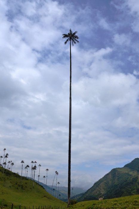 Сорвать кокосы с такой пальмы осмелится только самая храбрая в мире обезьяна.