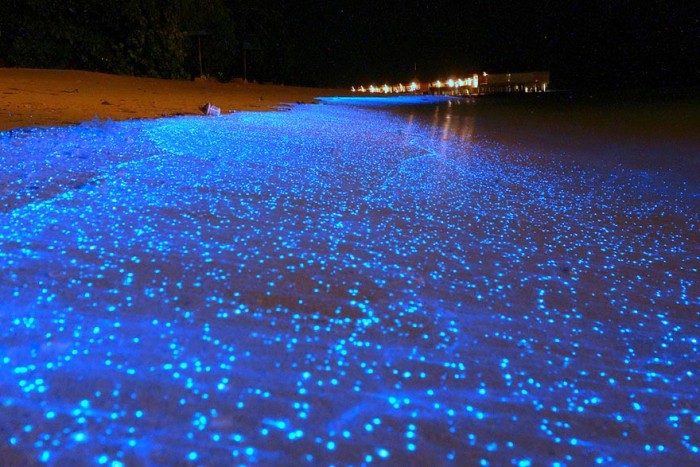 Пляж, который ночью сияет как небо с тысячами звезд.