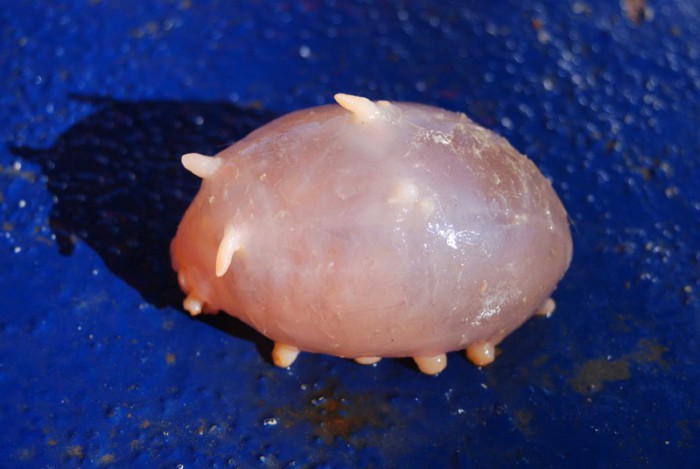 Животные из рода глубоководных голотурий.