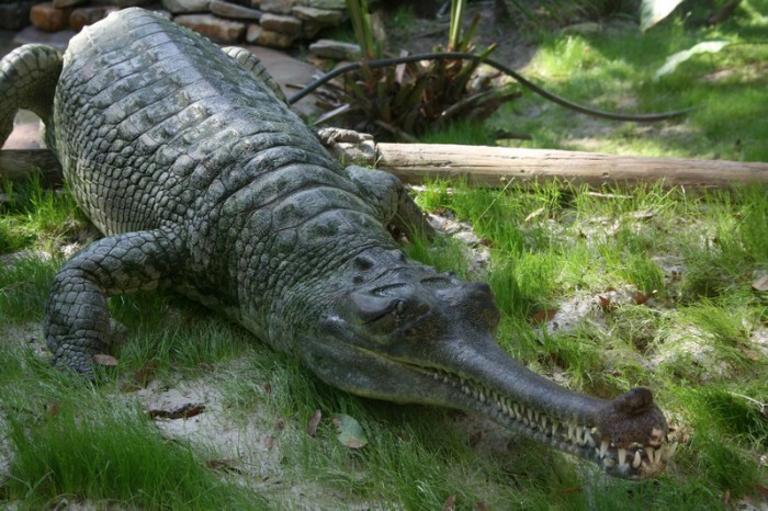Гавиал - пресмыкающееся ряда крокодилов.