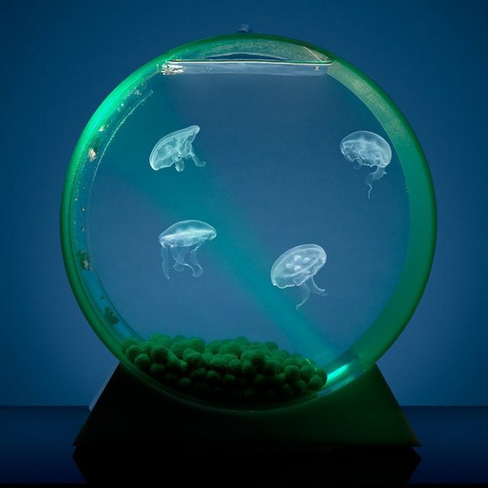 Уникальный аквариум с медузами.