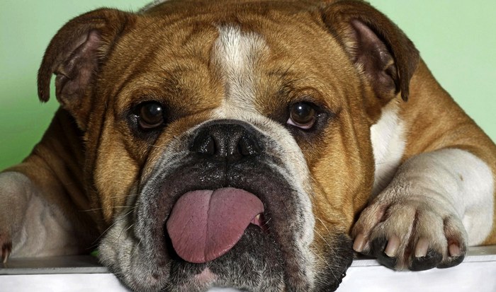 Полная чушь: собаки потеют через язык.
