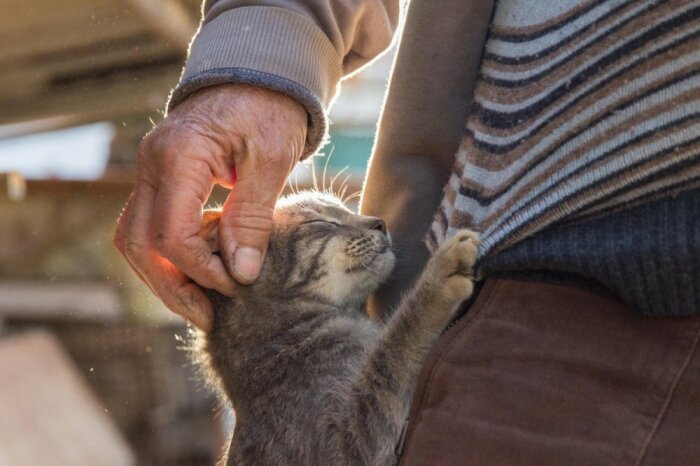 Коты как и все стареют. /Фото: gremlincom.ru.