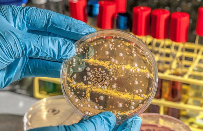 Генетически модифицированные бактерии станут строительным материалом