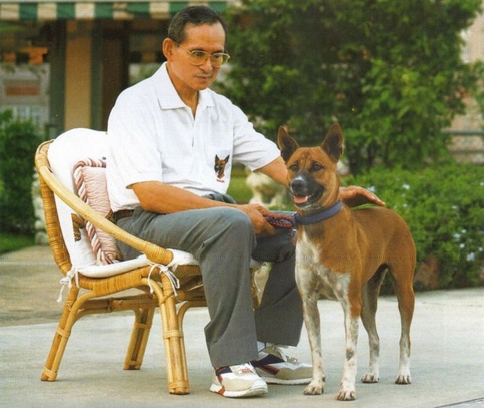 В Тайланде можно попасть в тюрьму за оскорбление королевской собаки.