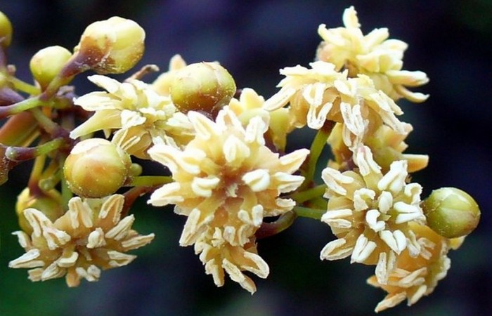 Первое цветущее растение — потомакапнос и амборелла.