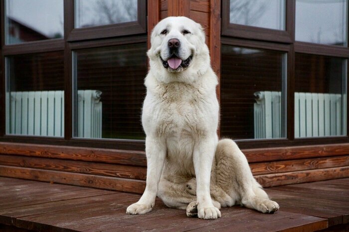 Очень крупная и сильная собака. |Фото: gorodprizrak.com.