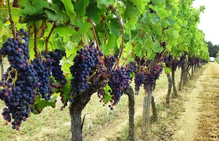 Почва виноградника - бесценная земля.
