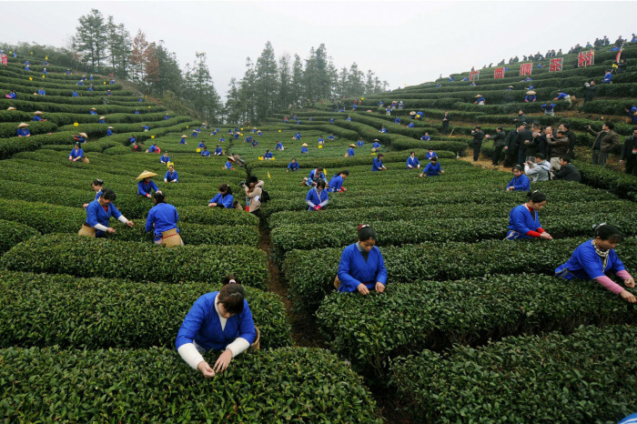 Родиной чая считается Китай. |Фото: xrenb.livejournal.com.