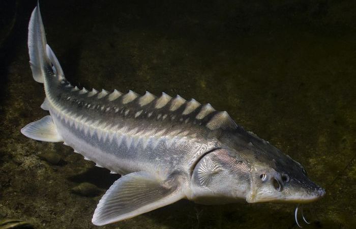 Бестер - плохой сосед по одной причине. Бестер - плохой сосед по одной причине.