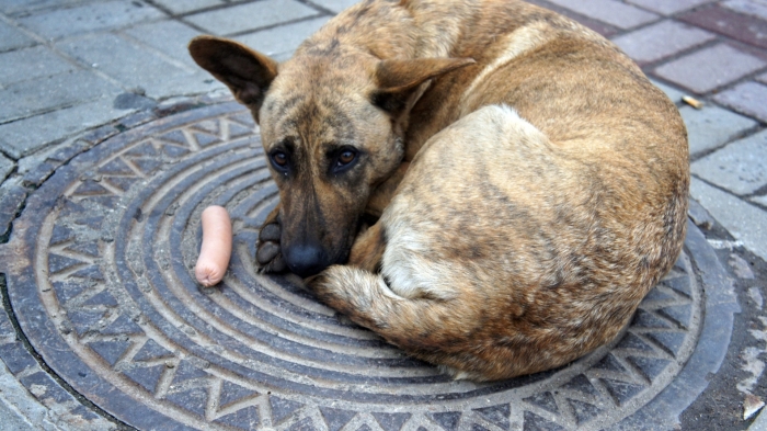 Бездомные собаки - это серьезная проблема. |Фото: wallhere.com.