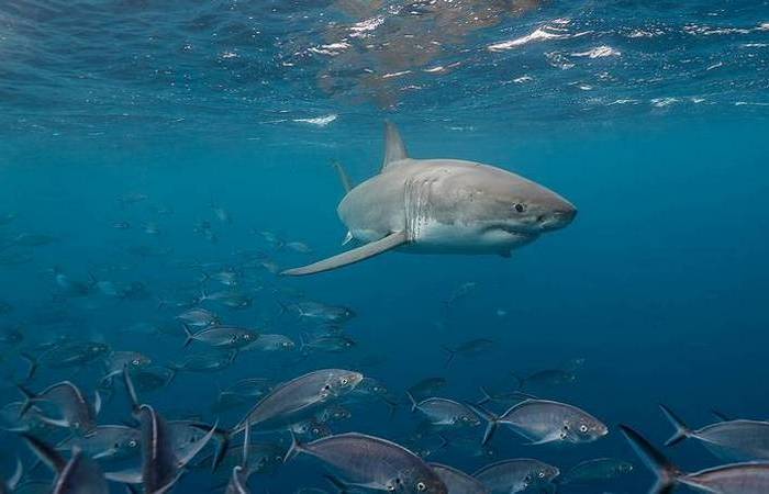 Есть надежды на восстановление популяции.