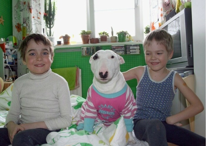 При хорошем уходе и правильном воспитании станет лучшим другом семьи. |Фото: tinydog.ru.