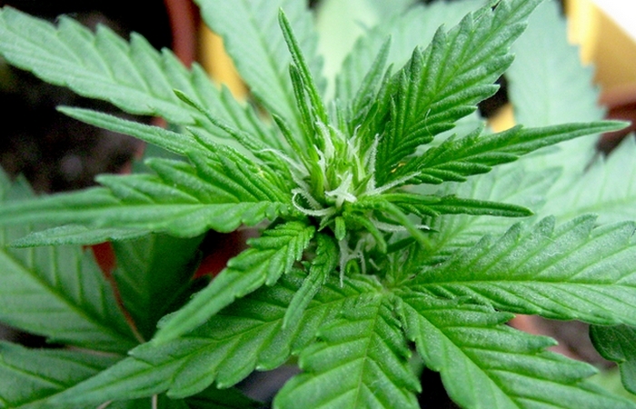 марихуана 15 фактов