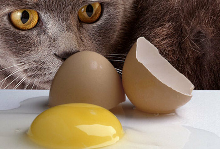 От яиц коты не отказываются. /Фото: discover.hubpages.com.