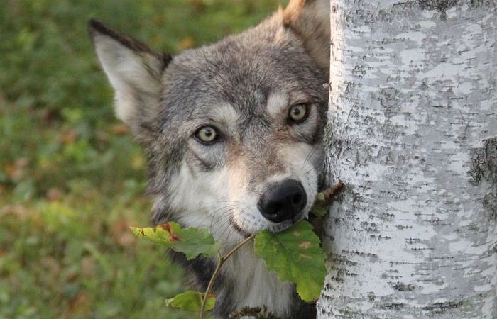 Что категорически запрещено делать, если повстречал волка будучи безоружным 