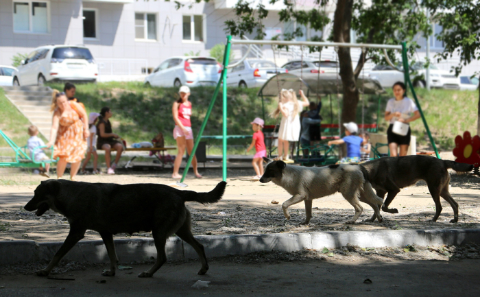 Куда выше шансы стать жертвой бродячей собаки. |Фото: rbc.ru.