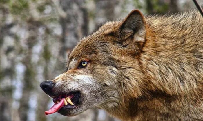 Что категорически запрещено делать, если повстречал волка будучи безоружным 