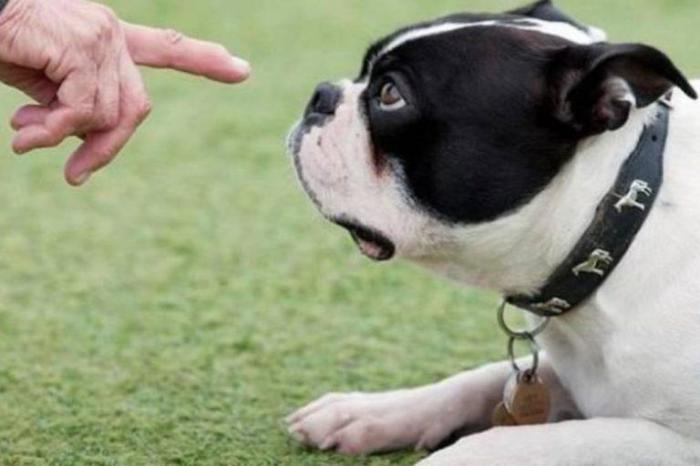 Собаки признают только силу и власть. |Фото: report.az.