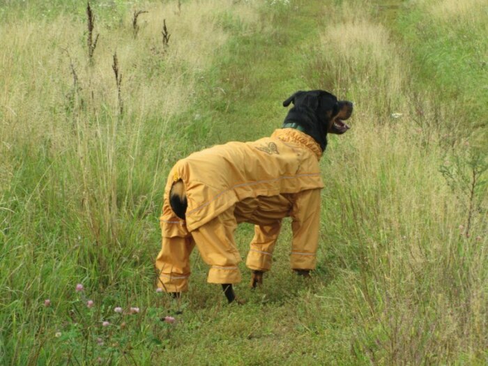 Страдают все. /Фото: litmarket.ru. Страдают все. /Фото: litmarket.ru.