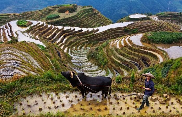 Секрет в рисовой крупе.
