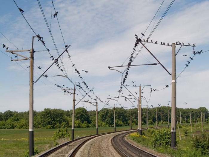 Что доступно птице, недоступно человеку! |Фото: nyafoto.ru.