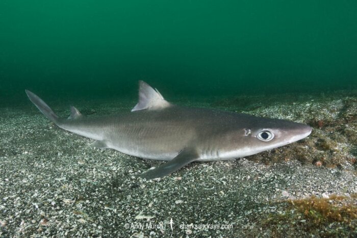 Самая страшная акула Черного моря - крошечный катран. |Фото: ddvip.ru.