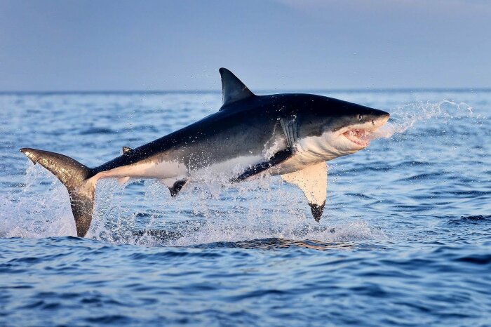 В Черном море акуле очень плохо. |Фото: fishki.net.