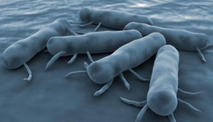 Бактерия сальмонелла.