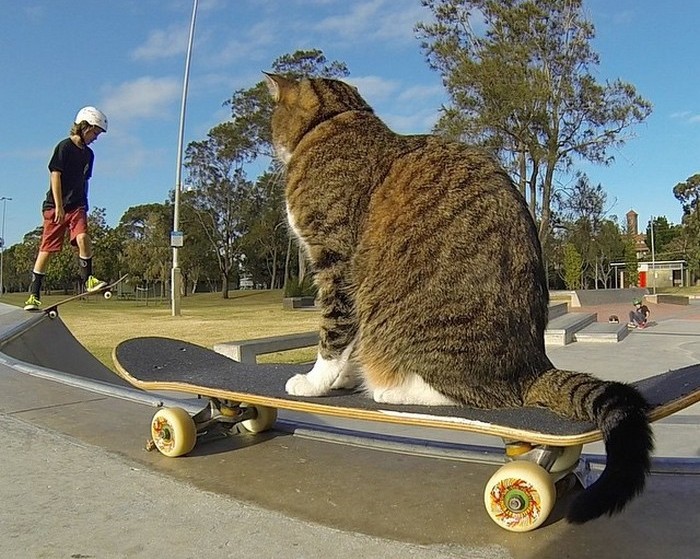 Didga - настоящий кот-скейтбодист.