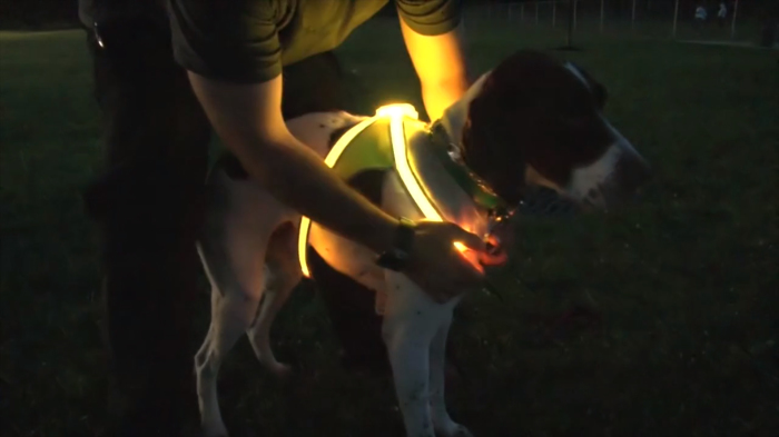 Светящийся жилет для собаки.