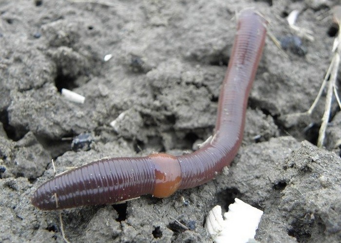 Лженаучный факт: если дождевого червя разрезать пополам, вырастет два червя.