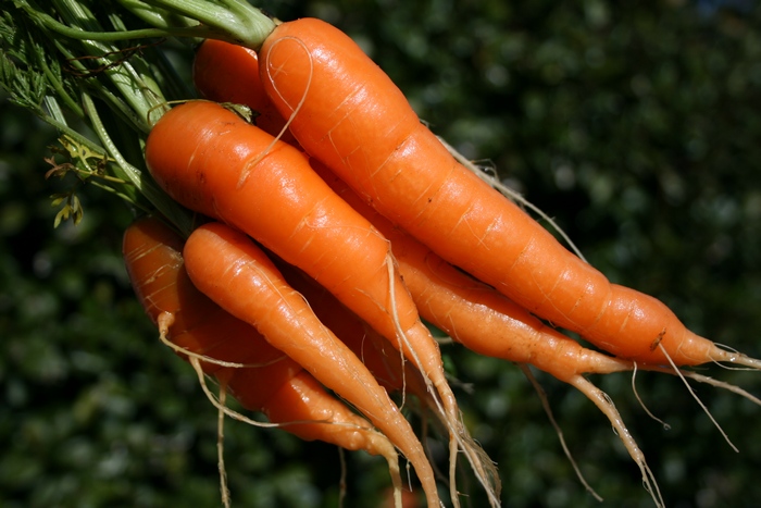 Морковь улучшает зрение.