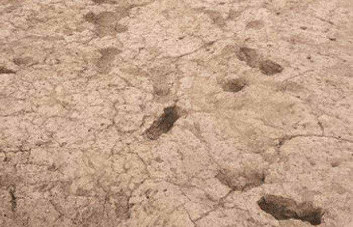 Загадочные следы стоп: отпечатки ног Хохокам.