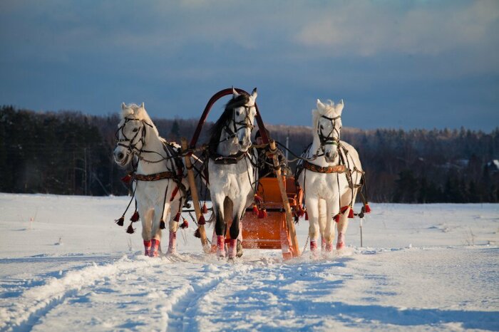 На самом деле лошади смотрят прямо. |Фото: fotokto.ru.