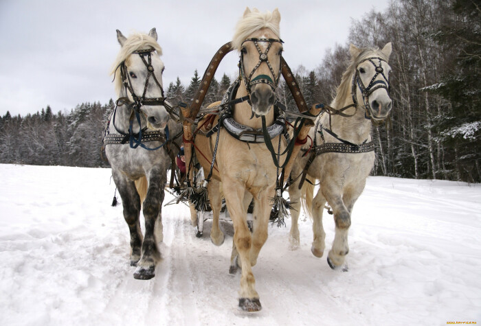 Лошадь вообще никого возить не хочет. ¦Фото: artfile.ru.