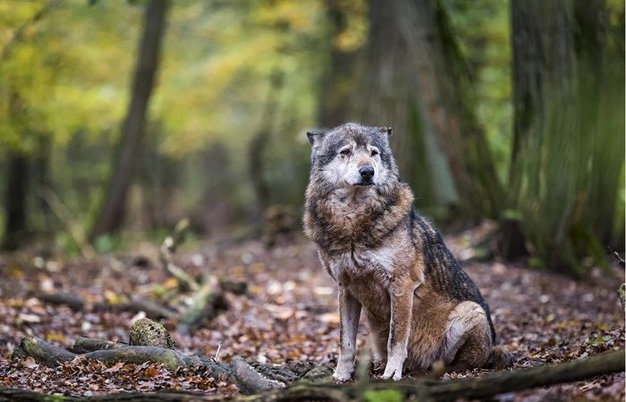 Почему волк на самом деле никакой не «серый разбойник», а крайне полезный лесной зверь 