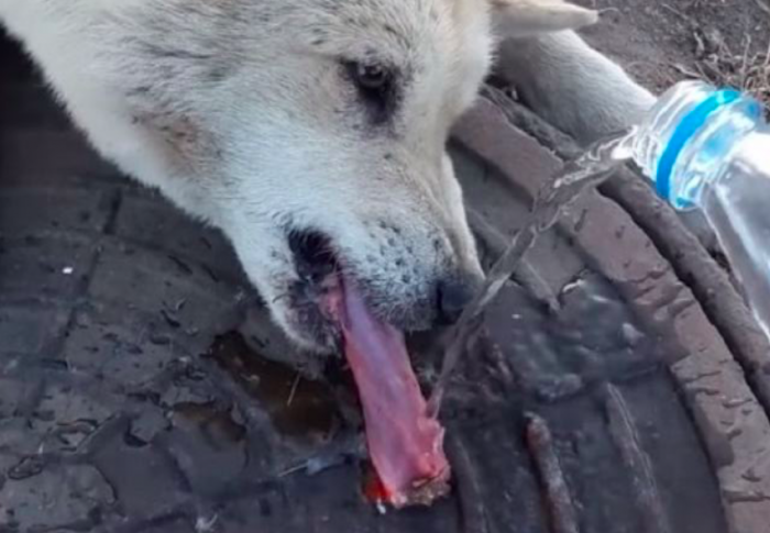 Правильнее всего полить на язык водой, как сделали для этой несчастной собаки.