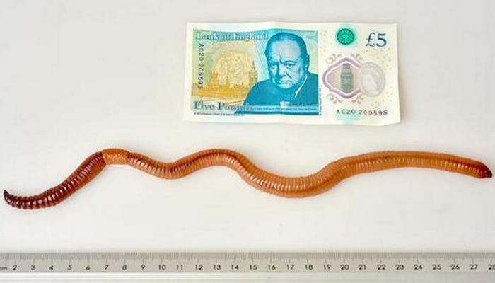 Самый тяжелый в мире дождевой червь, которого убили во имя науки.