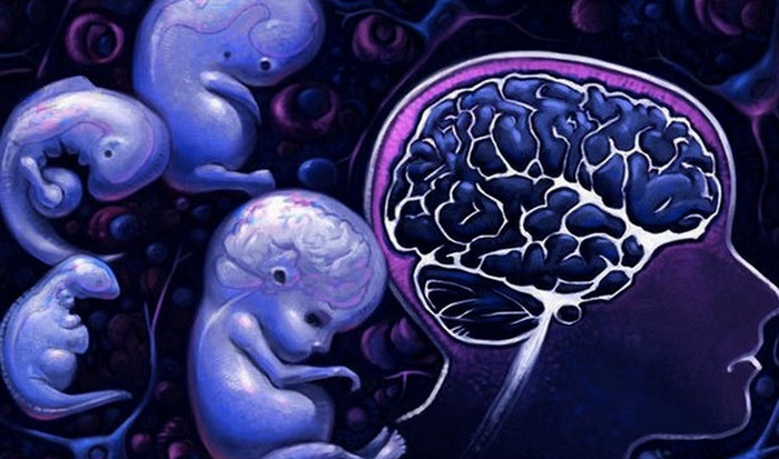 Мозг человека: развивается до 40-50 лет.